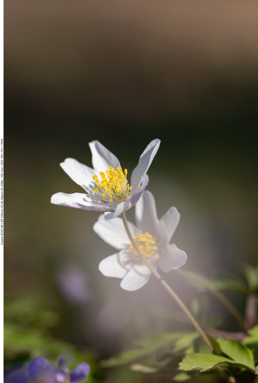 Buschwindröschen [Anemone nemorosa]