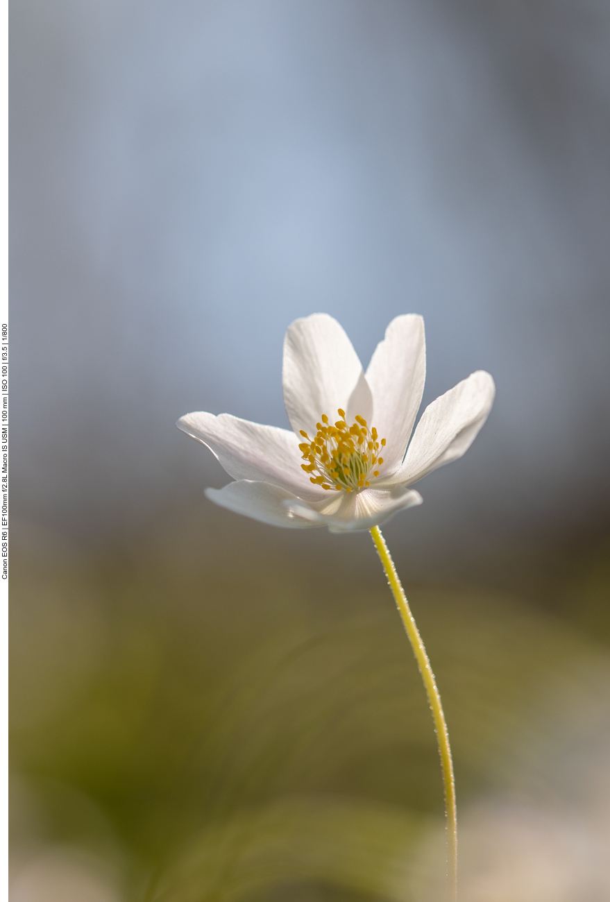 Buschwindröschen [Anemone nemorosa]