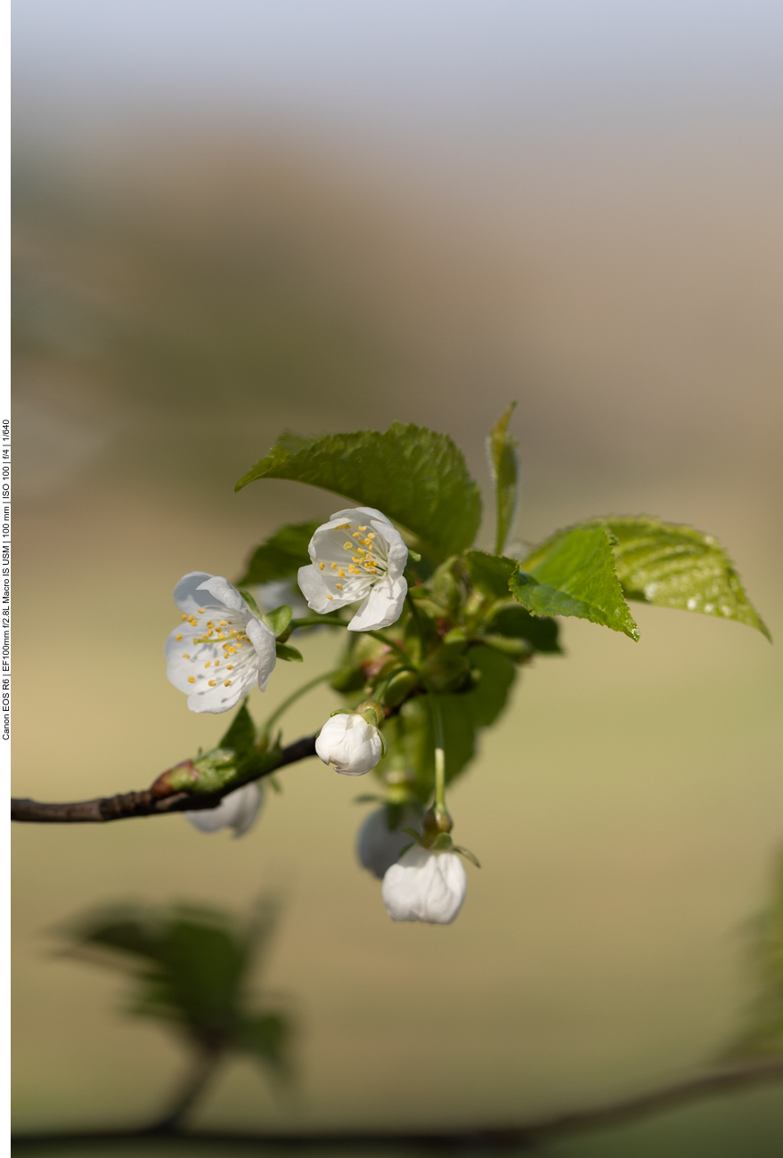 Sauerkirsche [Prunus cerasus]