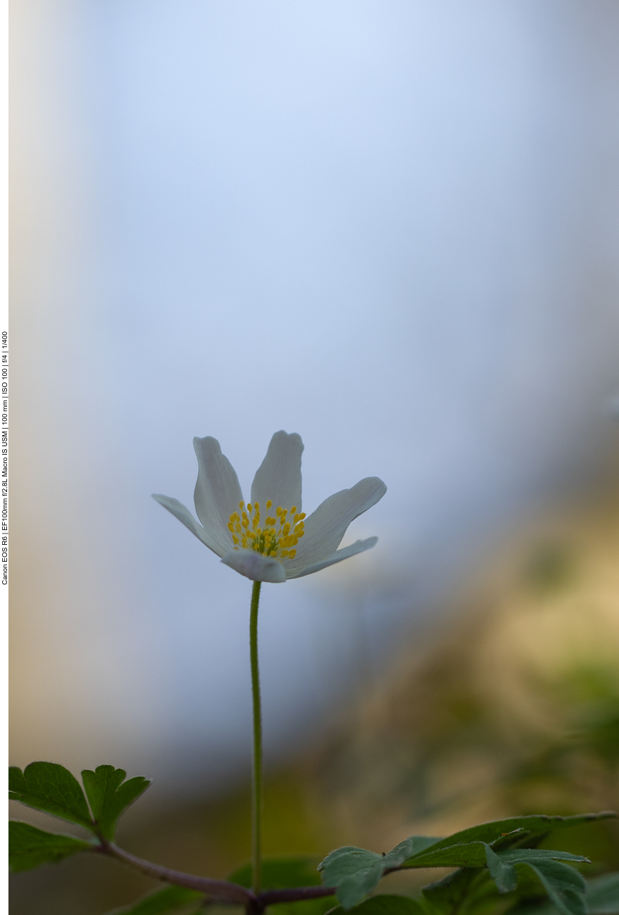Buschwindröschen [Anemone nemorosa]
