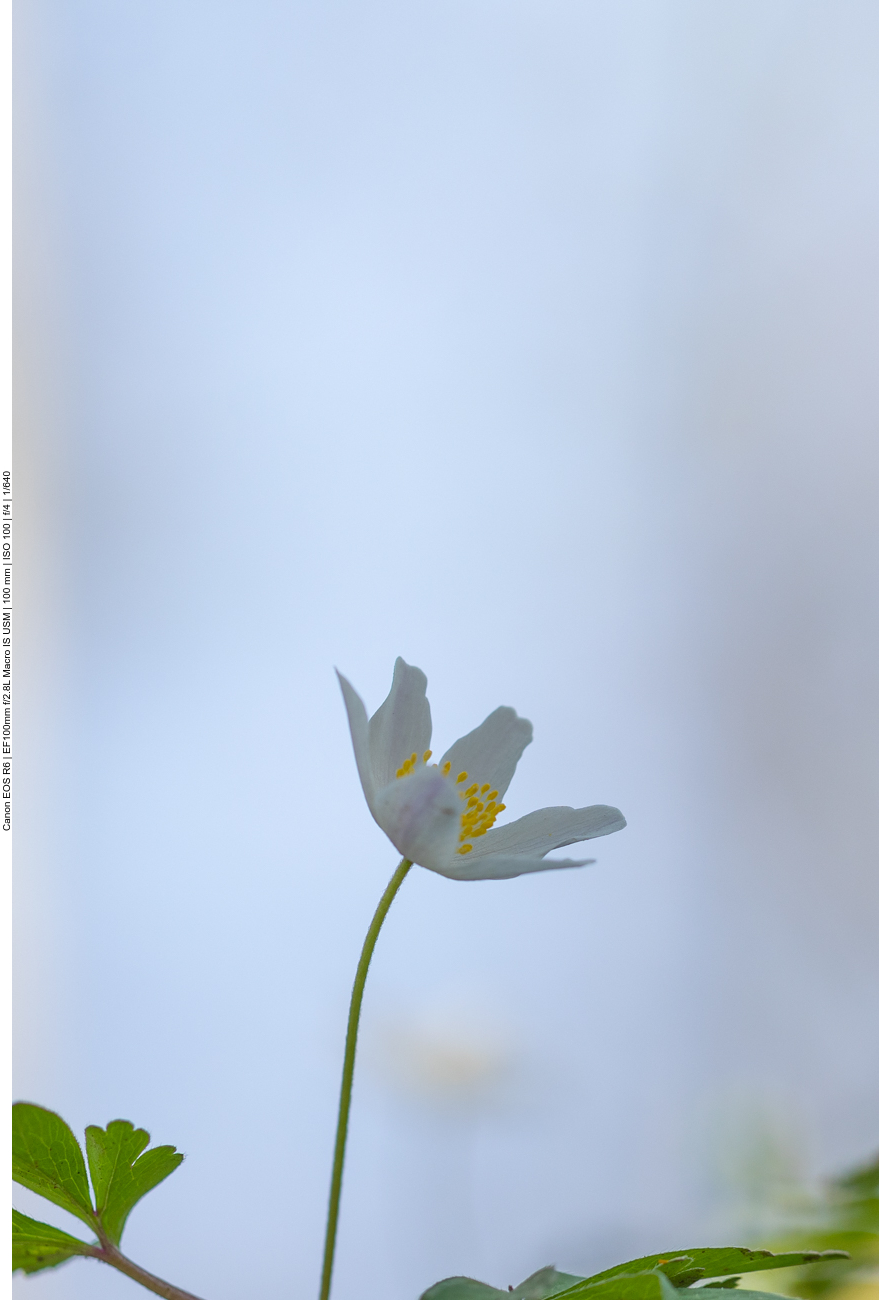 Buschwindröschen [Anemone nemorosa]