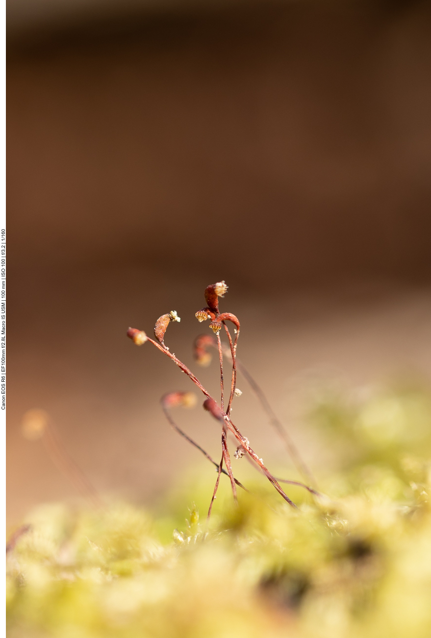 Winzig klein, keine Ahnung was das ist :-(