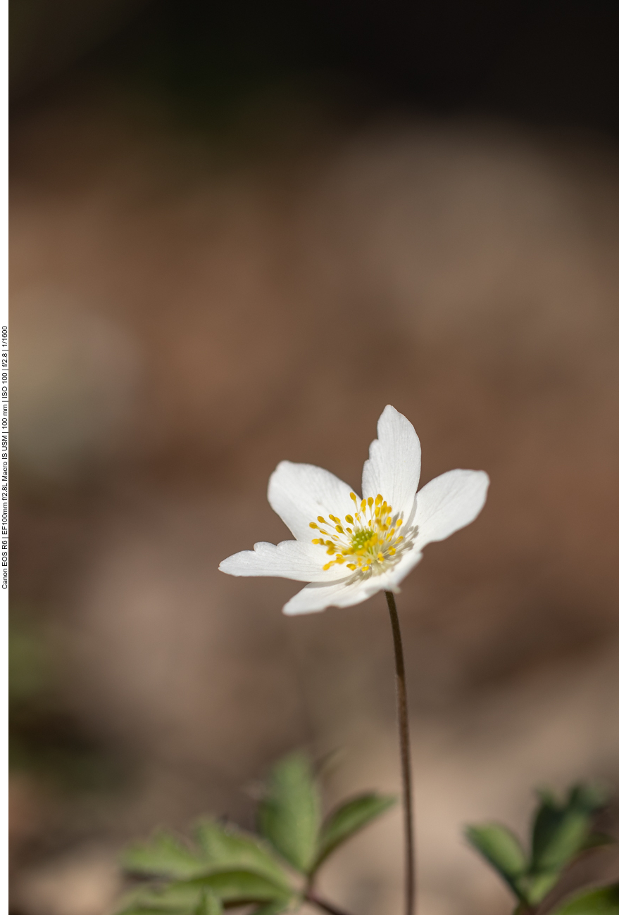 Buschwindröschen [Anemone nemorosa]