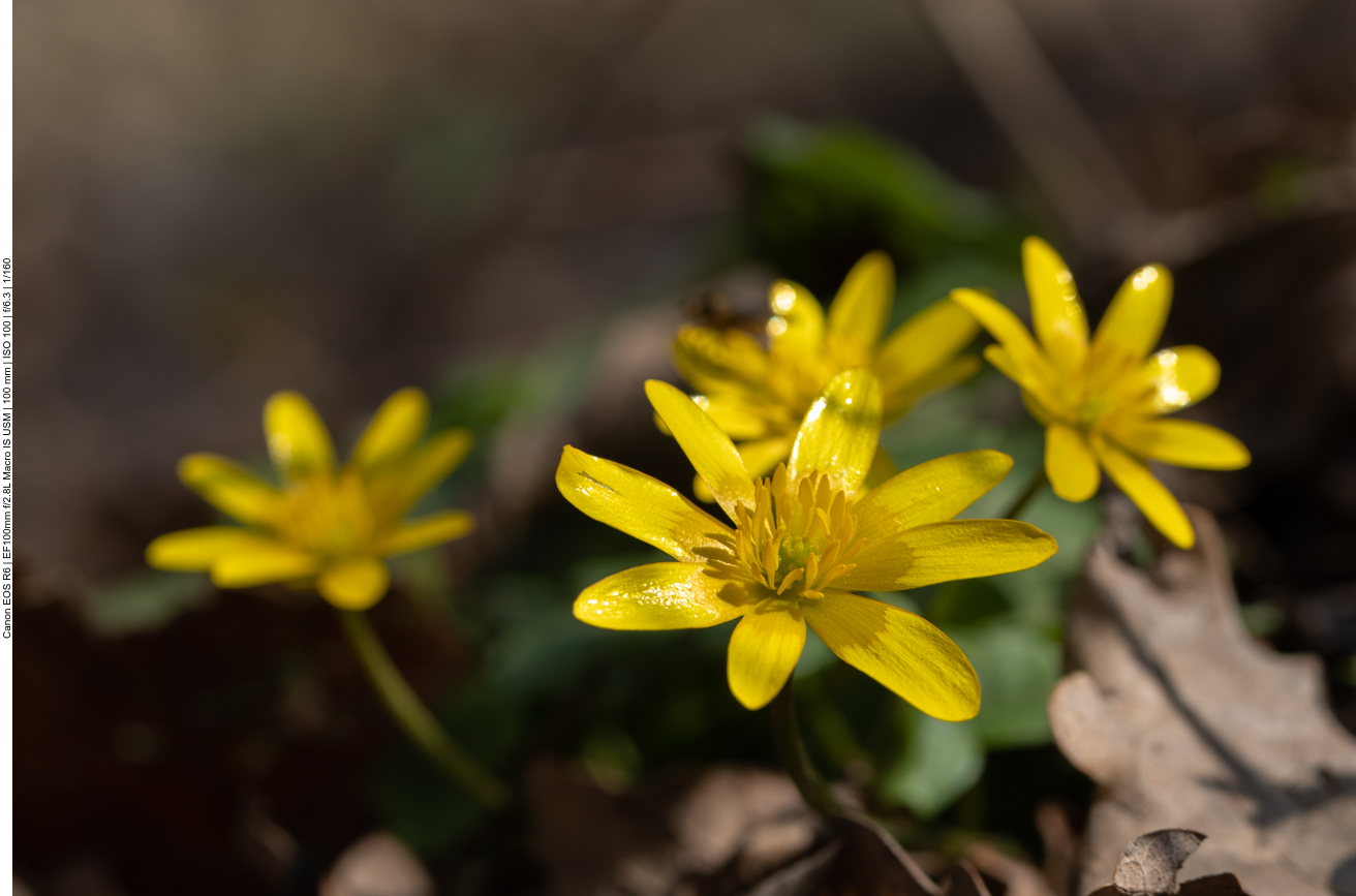 Scharbockskraut [Ranunculus ficaria]