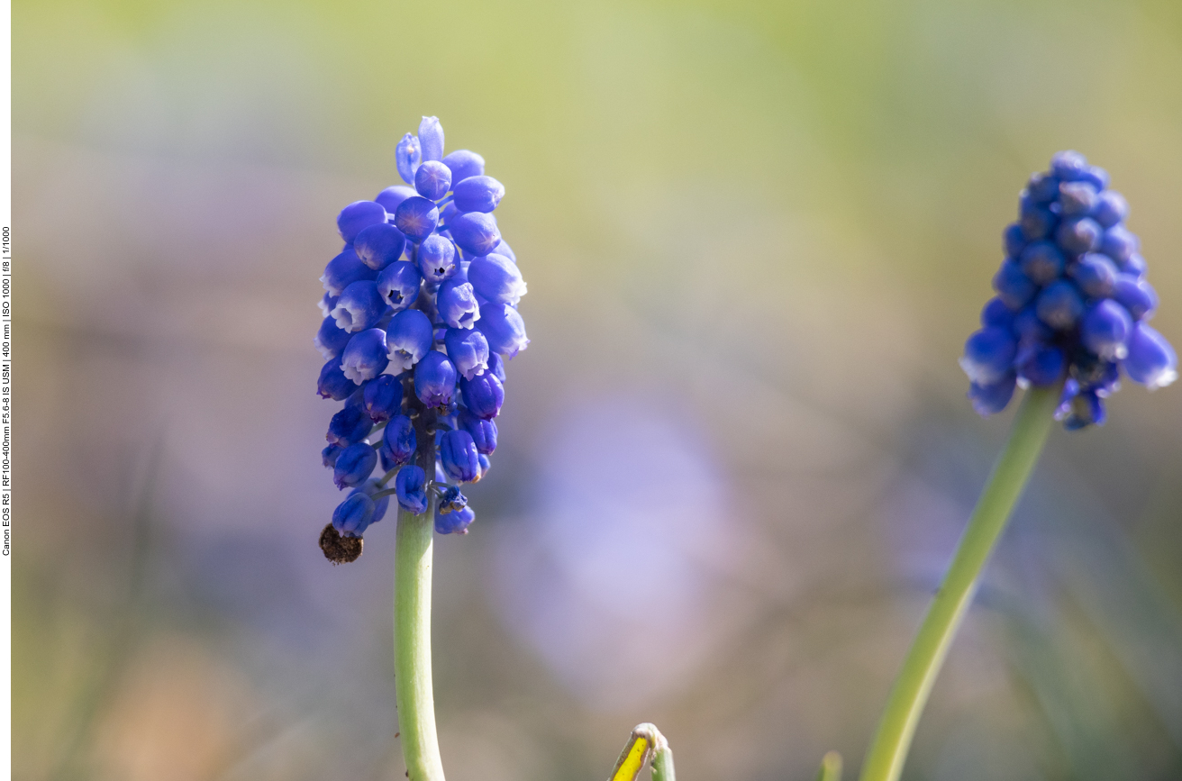Traubenhyazinthen [Muscari]