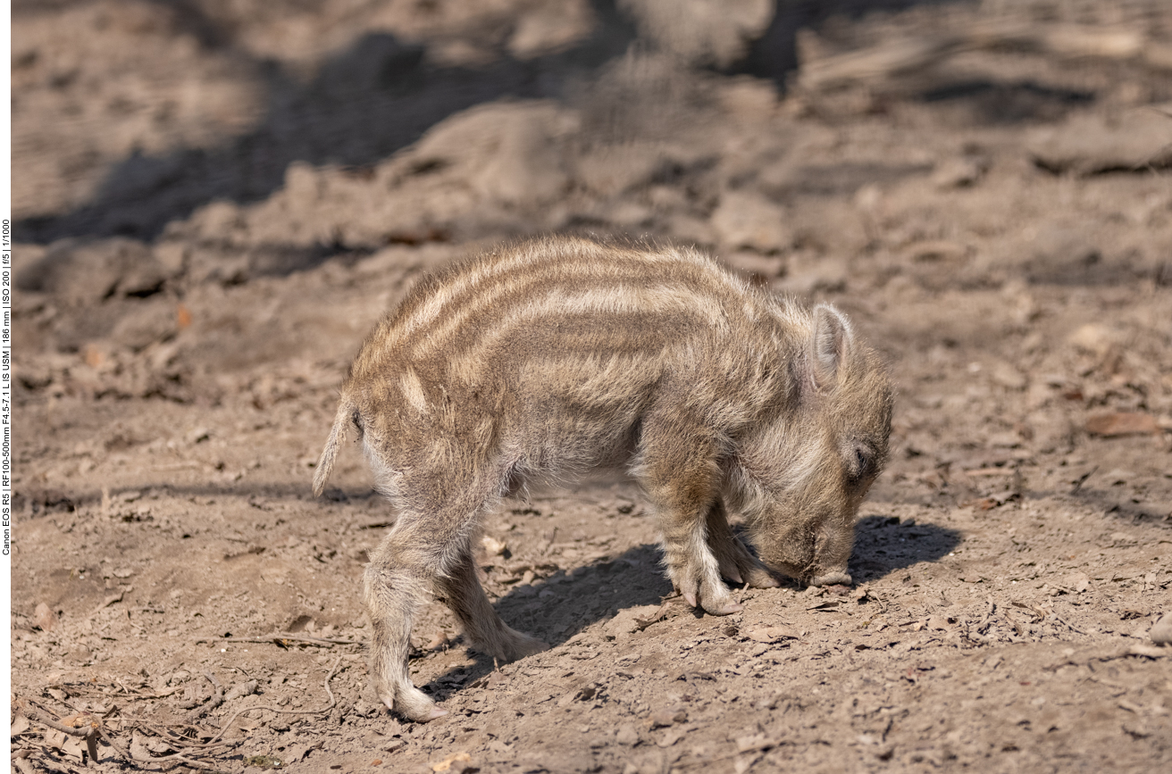 Nochmals alleine ...