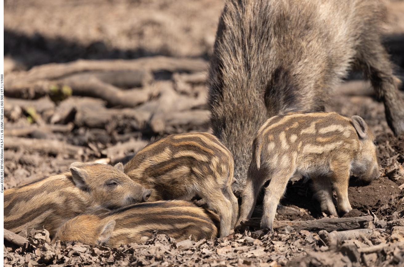 Die kleine Rotte bei ihrer Mutter
