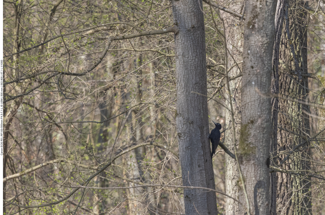 Schwarzspecht (Bild stark vergrößert)