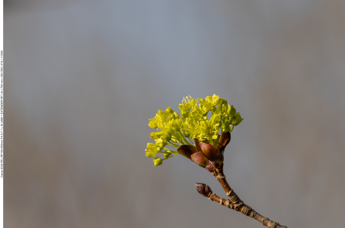 Aufgeplatzte Blattknospe