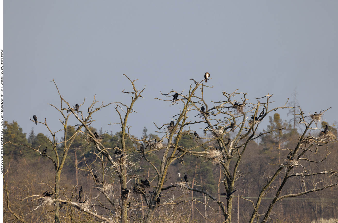 Kormoran Nistkolonie