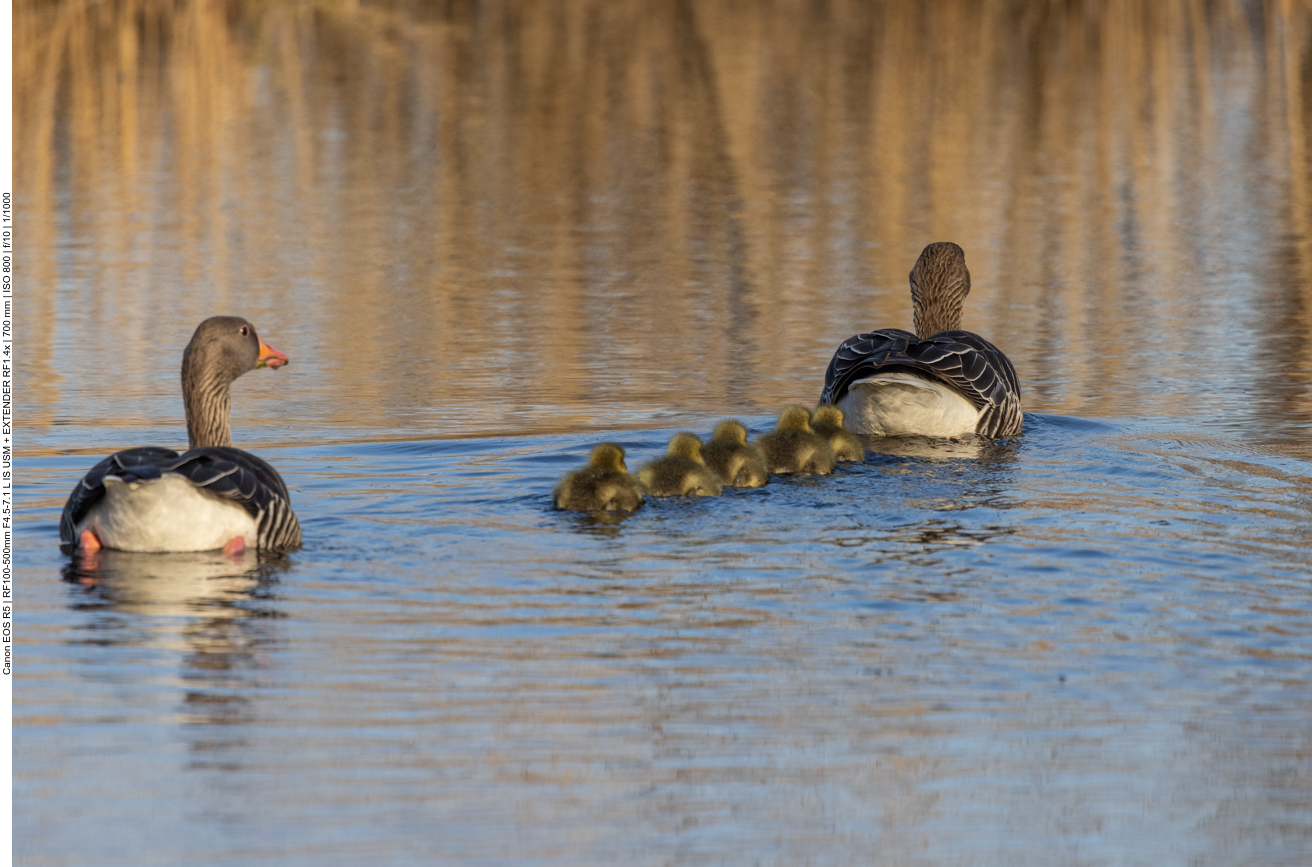 Graugänse mit Nachwuchs