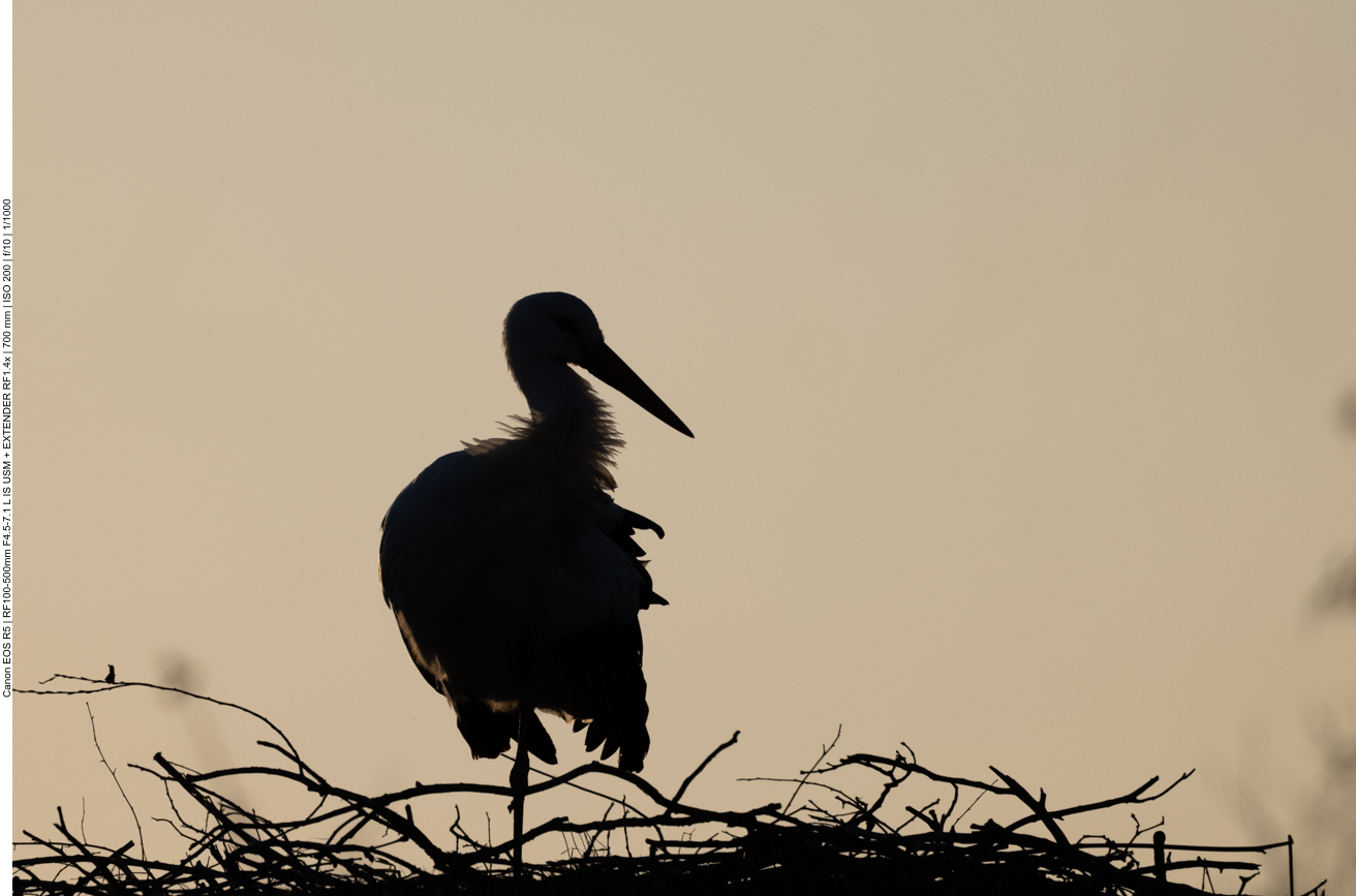 Weißstorch im Abendlicht