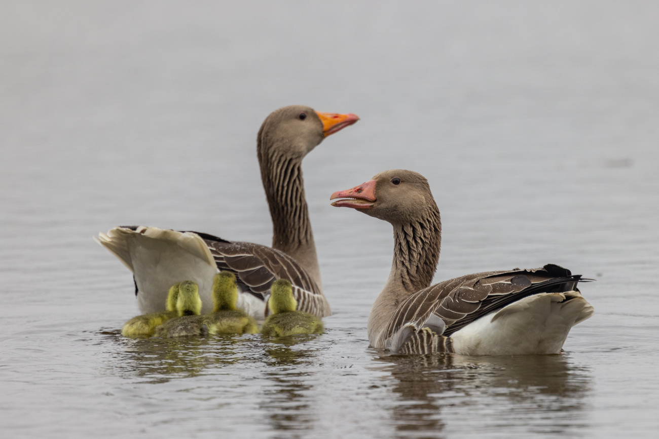 Graugänse mit Nachwuchs