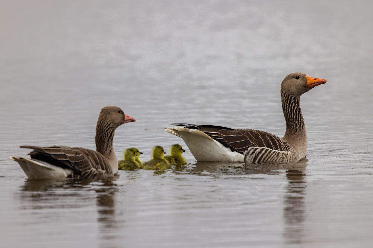 Graugänse mit Nachwuchs