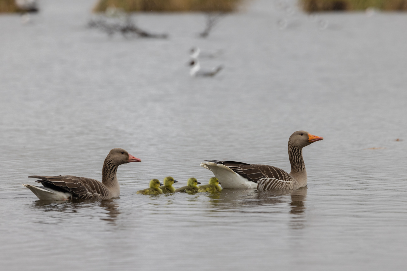 Graugänse mit Nachwuchs