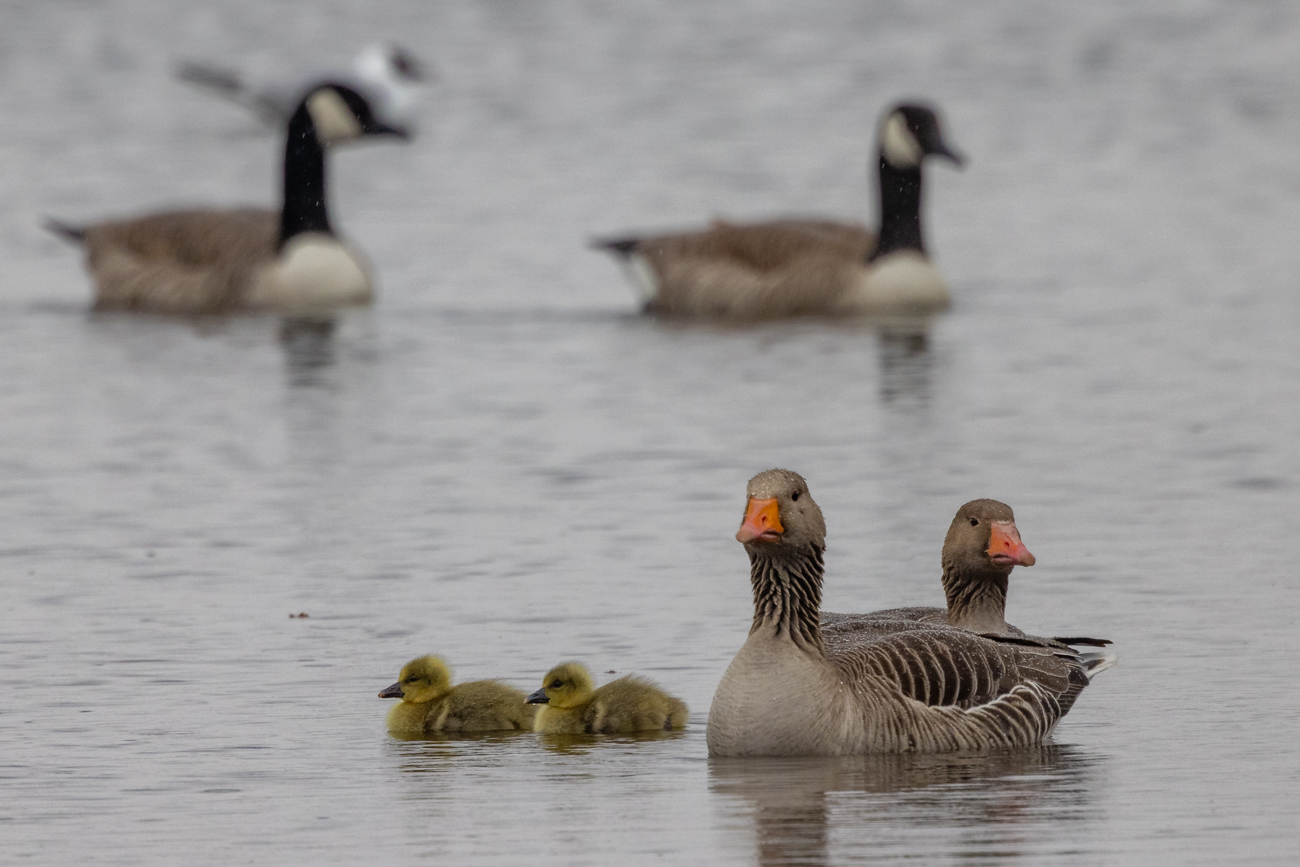 Graugänse mit Nachwuchs