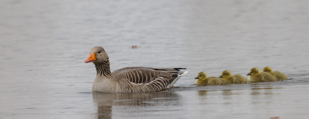 Graugans mit Nachwuchs