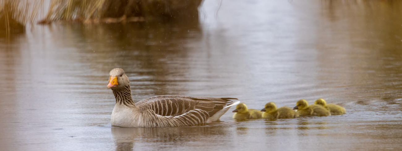 Graugans mit Nachwuchs