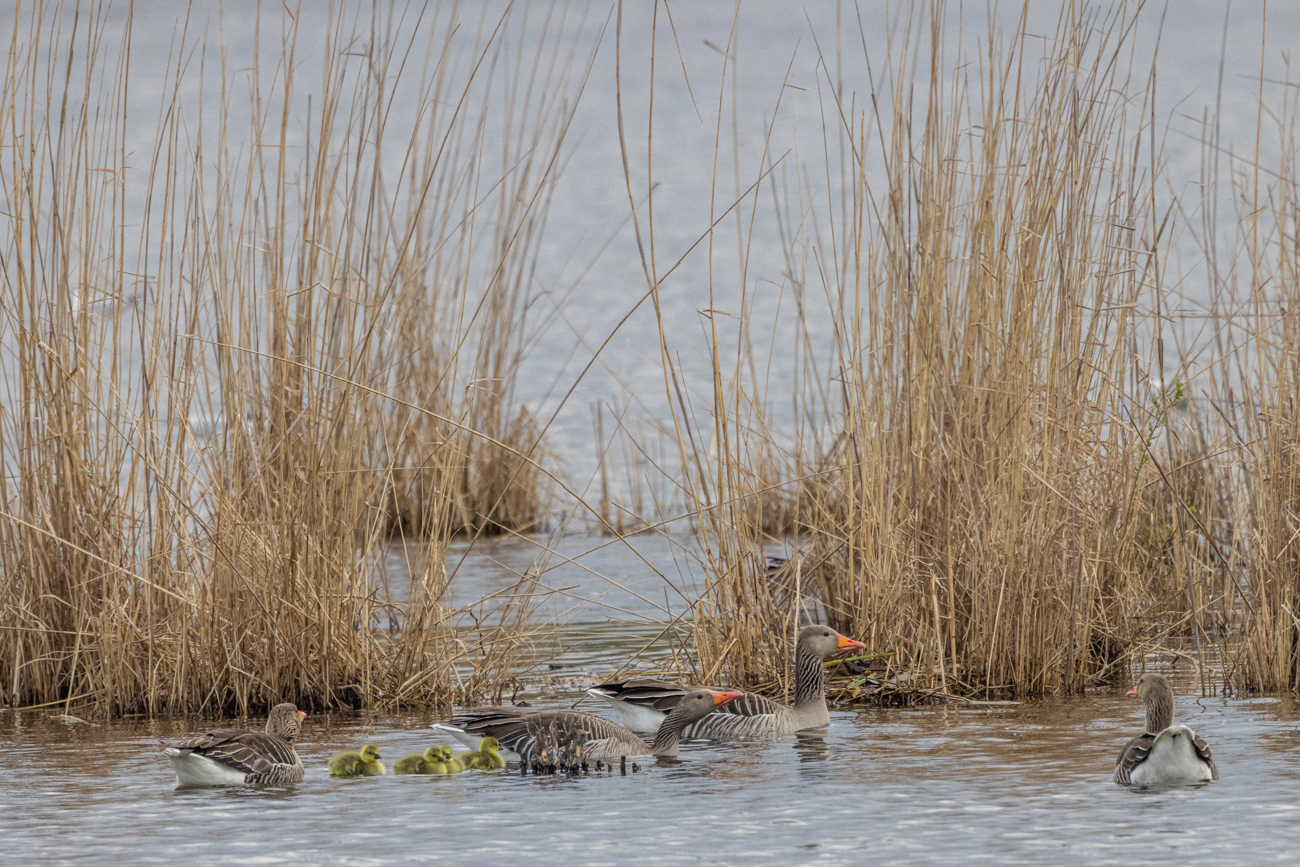 Graugänse mit Nachwuchs