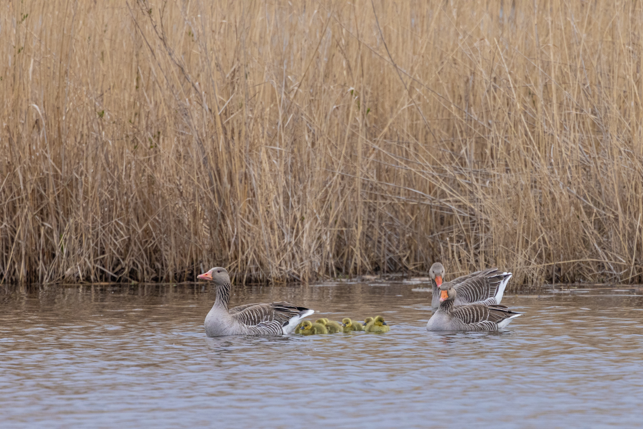 Graugänse mit Nachwuchs