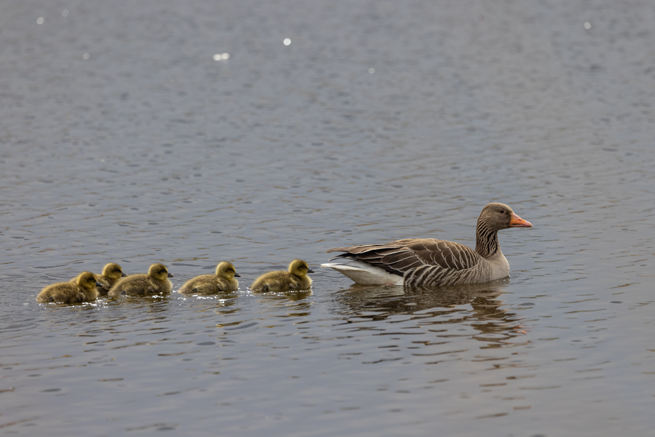 Graugänse mit Nachwuchs