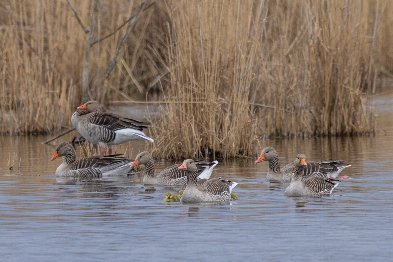 Graugänse mit Nachwuchs