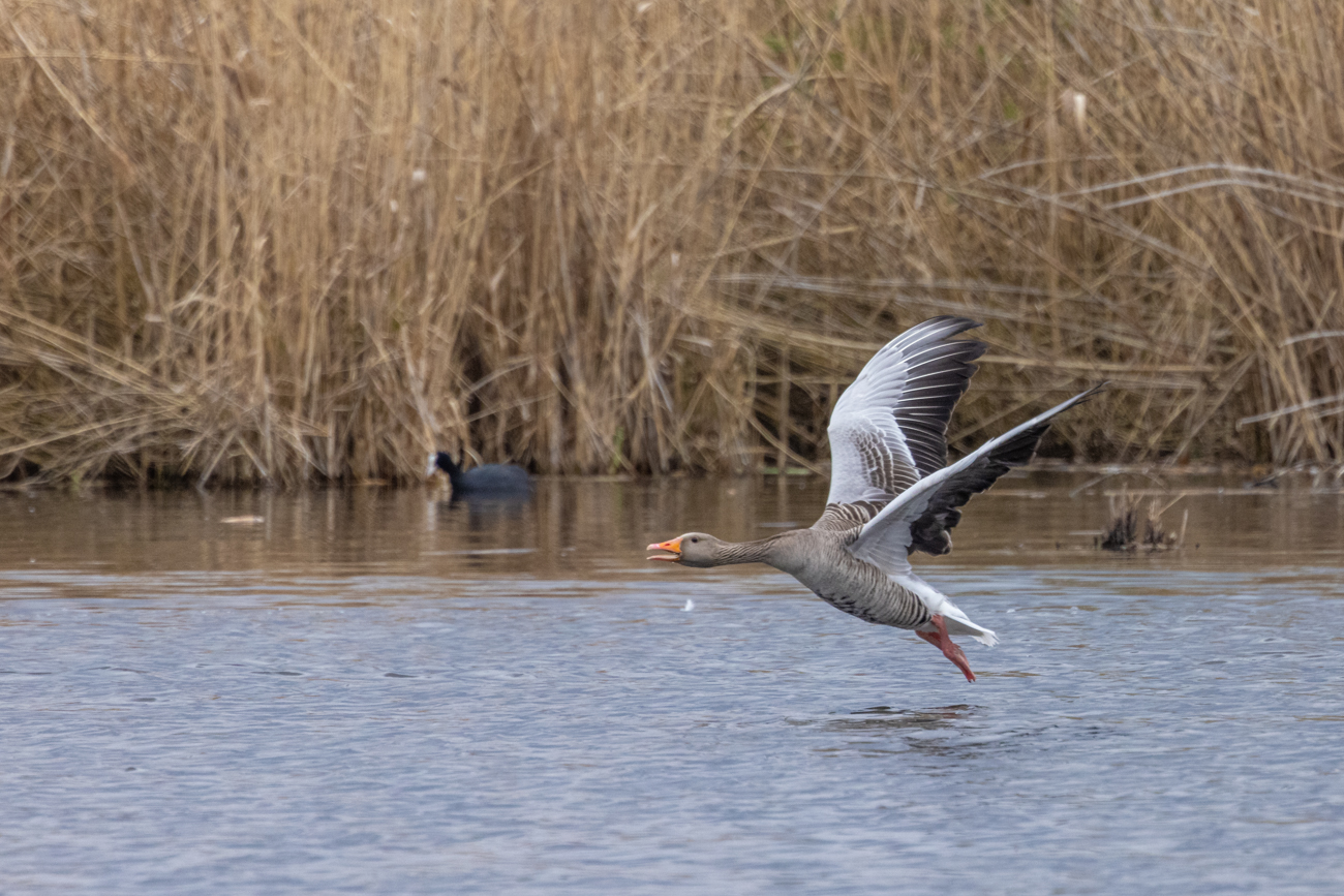 Graugans im Landeanflug