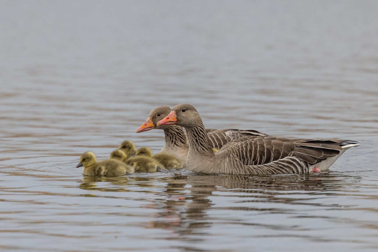 Graugänse mit Nachwuchs