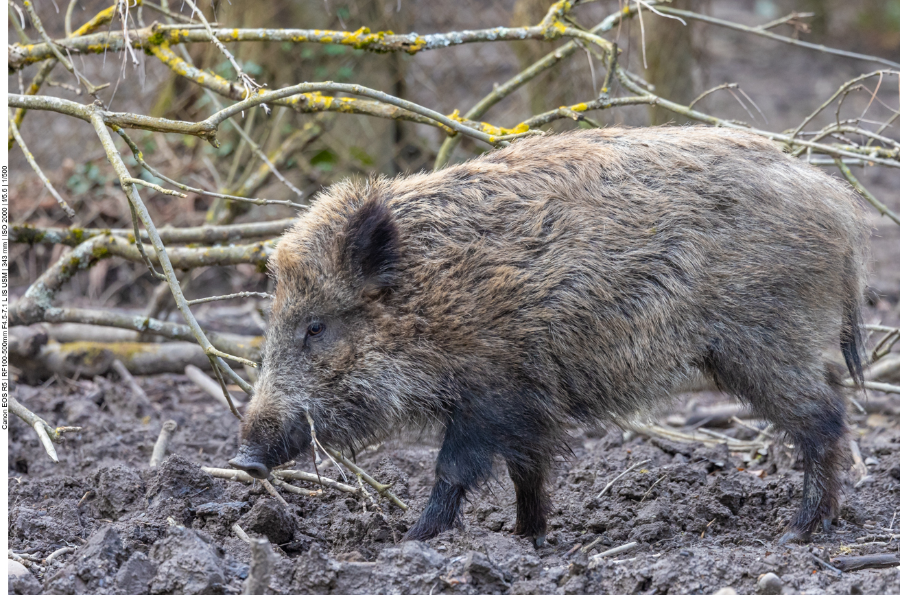Junges Wildschwein