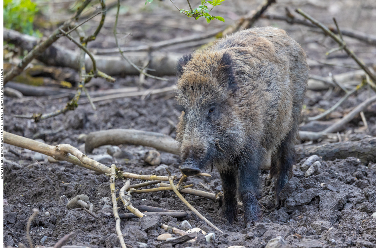 Junges Wildschwein