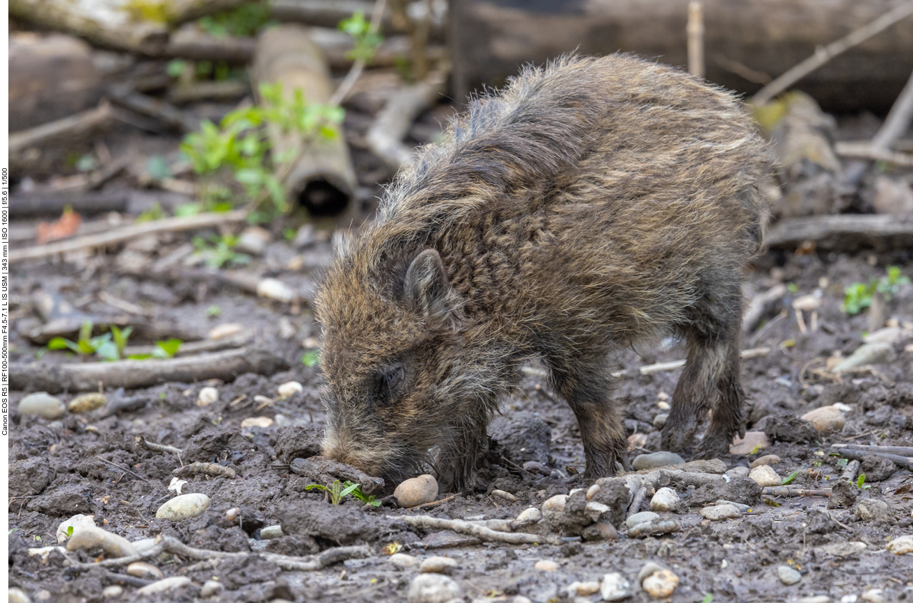 Fast noch ein Frischling