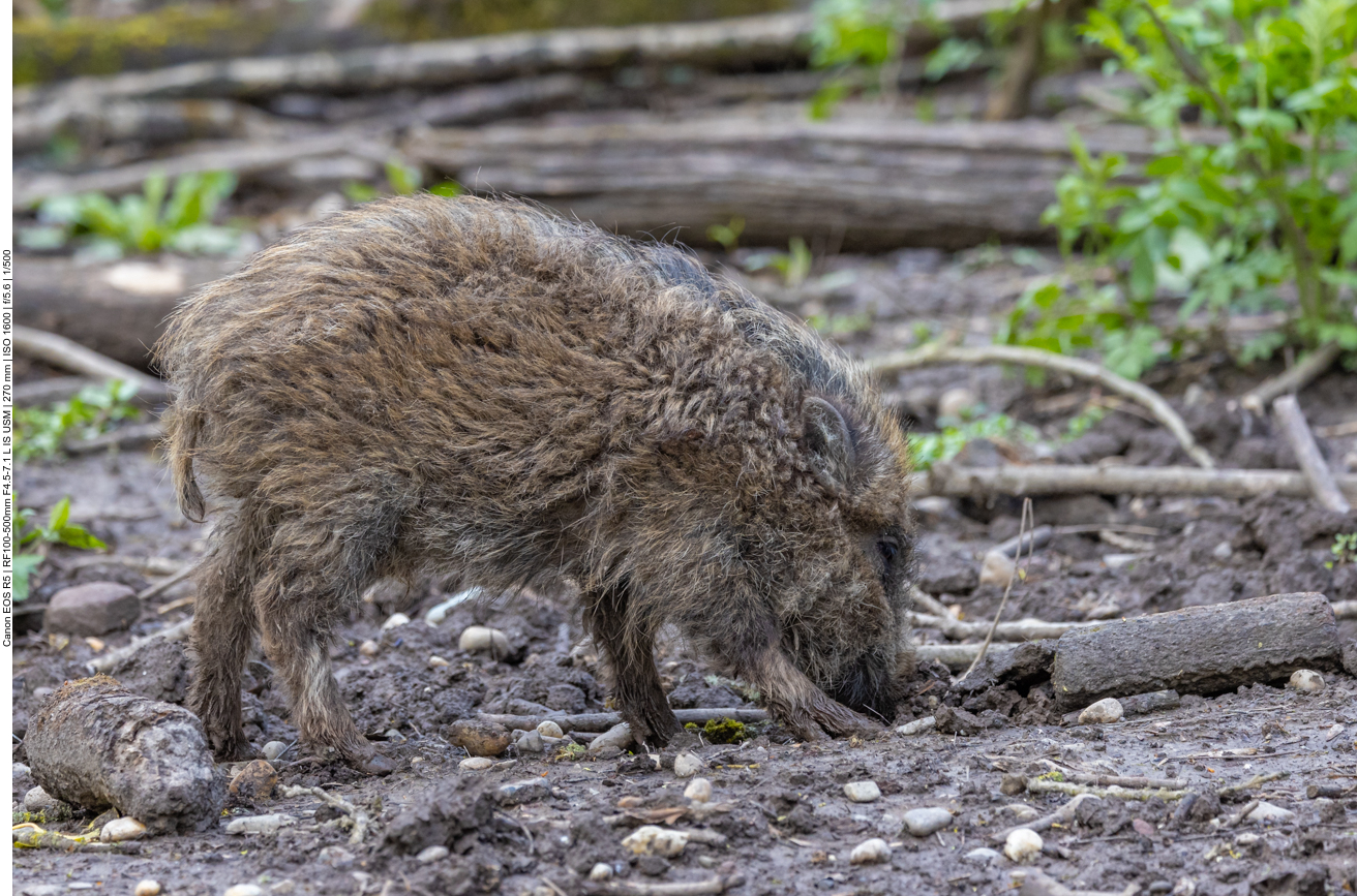 Fast noch ein Frischling