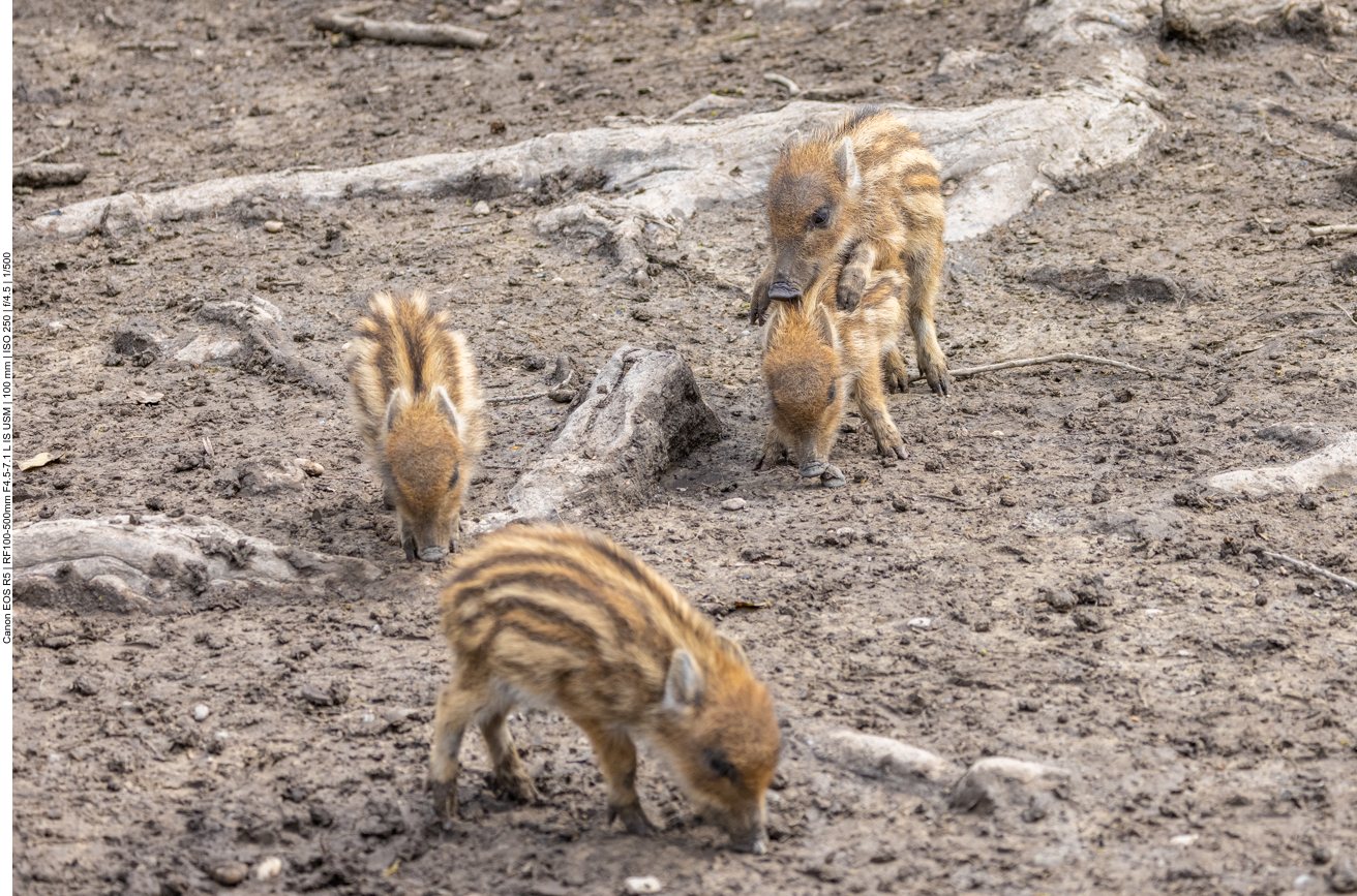 Frischlinge beim Spielen und Futtersuchen