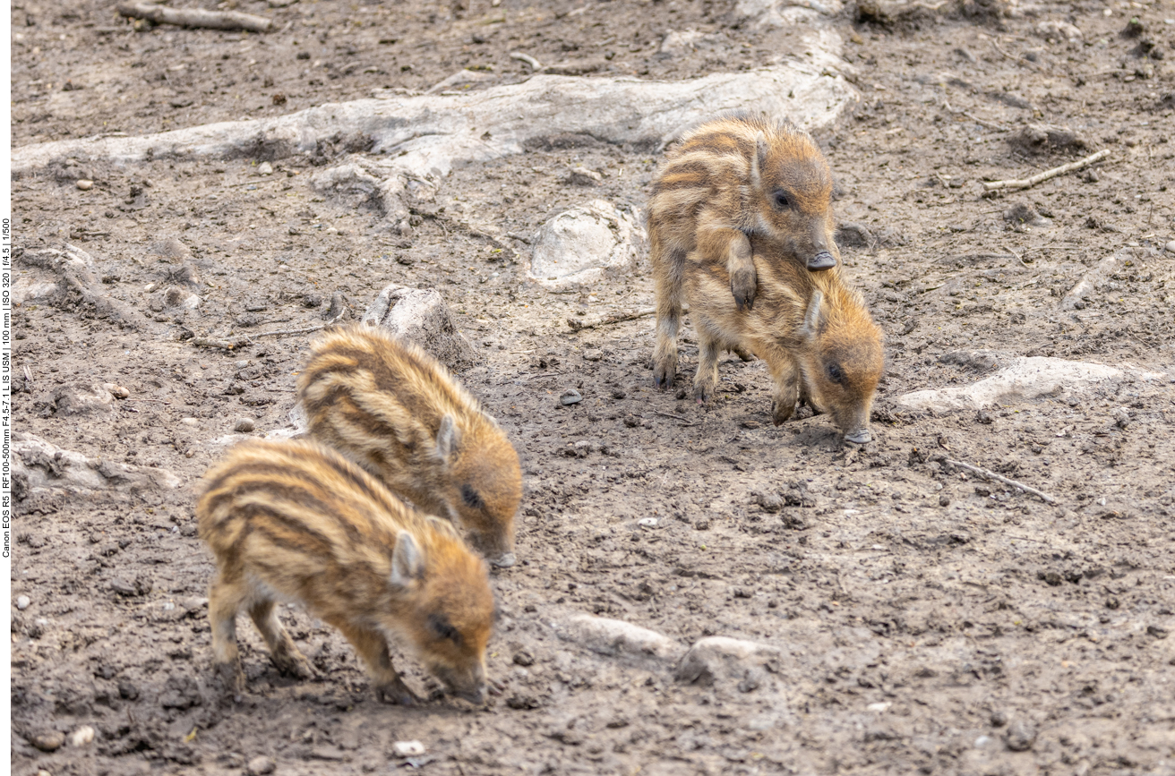 Frischlinge beim Spielen und Futtersuchen