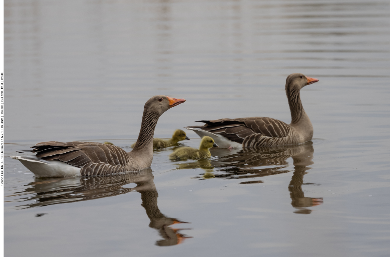 Graugänse mit Nachwuchs