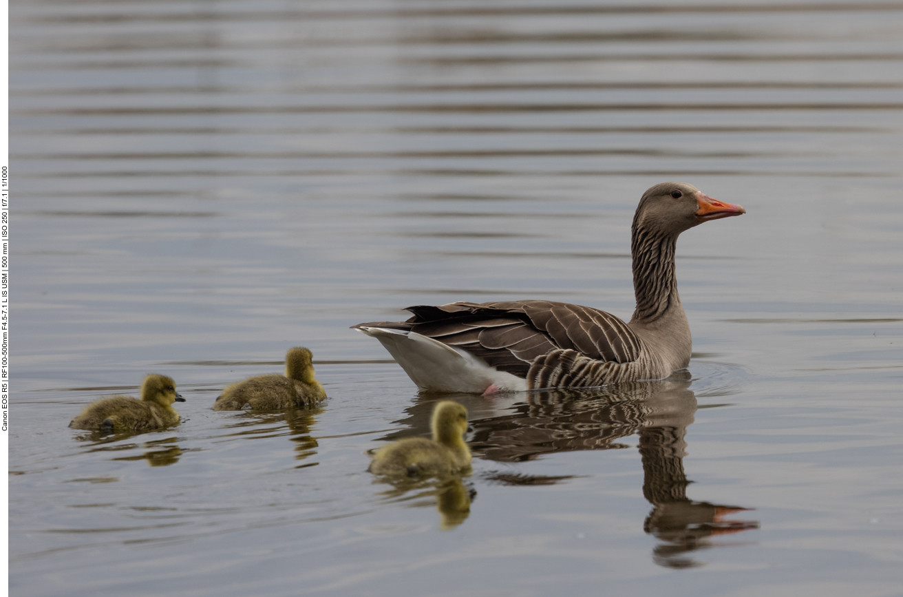 Graugans mit Nachwuchs
