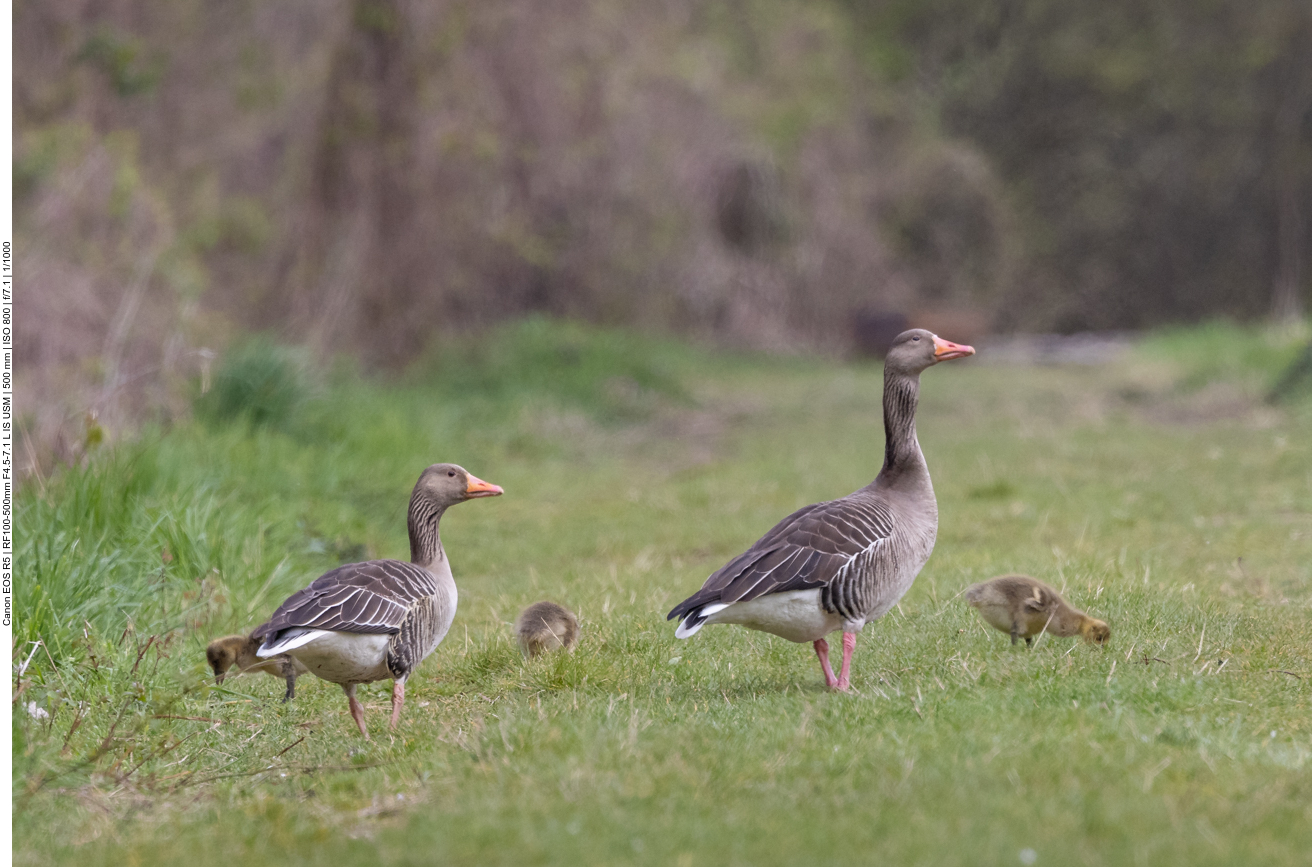 Graugänse mit Nachwuchs