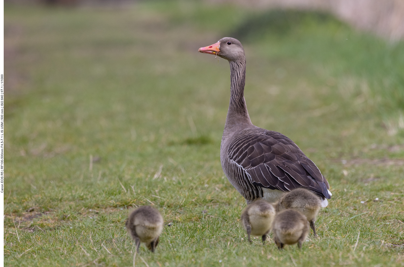 Graugans mit Nachwuchs