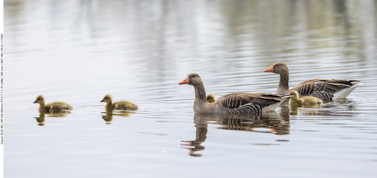 Graugänse mit Nachwuchs
