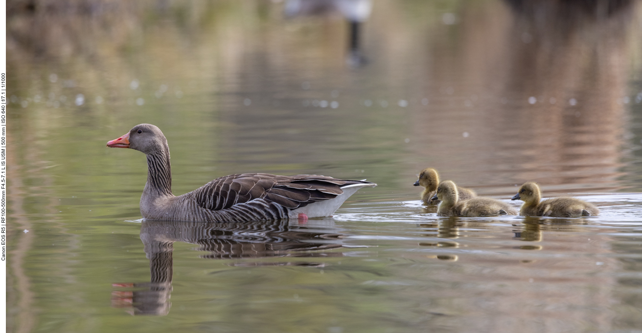 Graugänse mit Nachwuchs