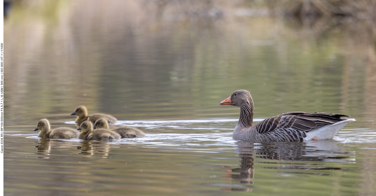 Graugans mit Nachwuchs