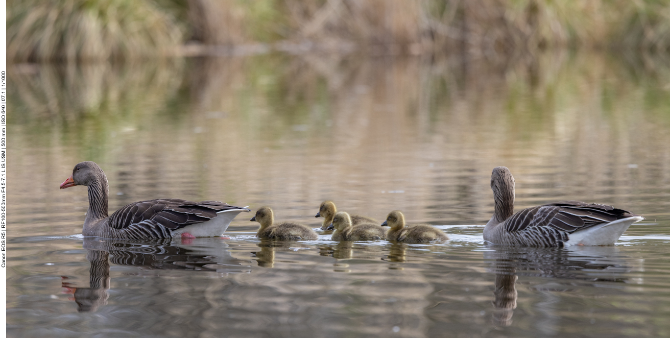 Graugänse mit Nachwuchs