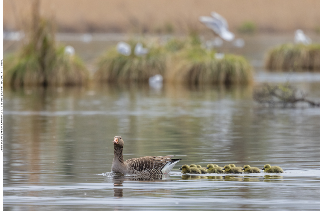 Graugans mit Nachwuchs