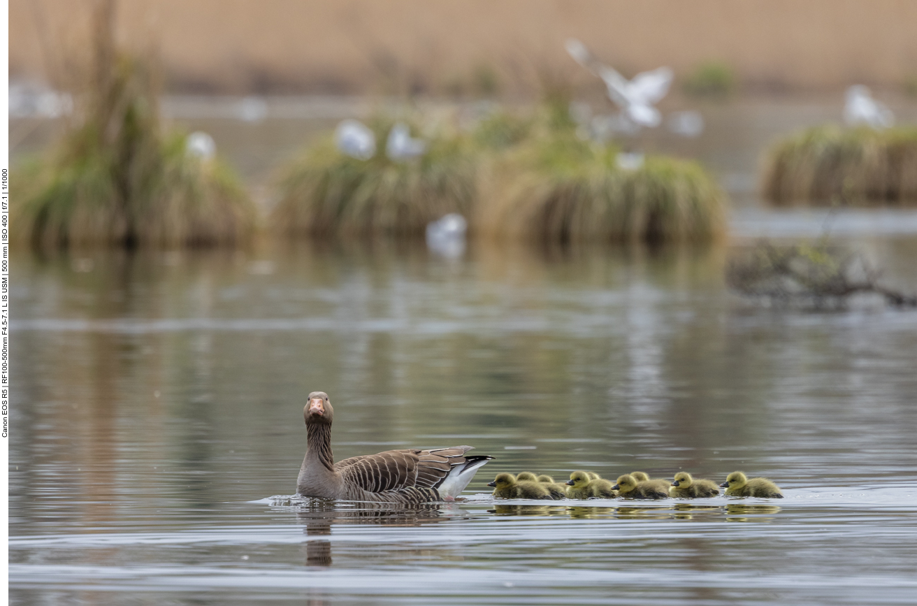 Graugans mit Nachwuchs
