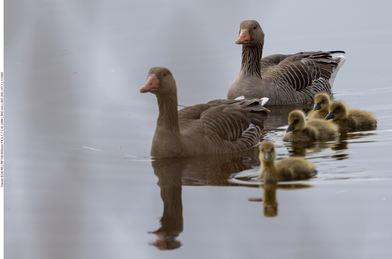 Graugänse mit Nachwuchs