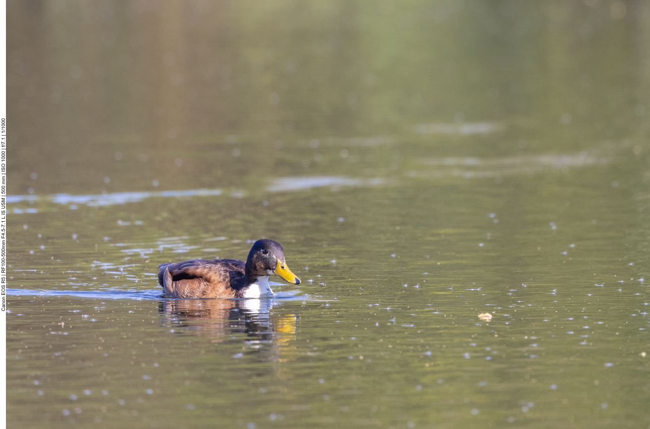 Ente, nicht bestimmt