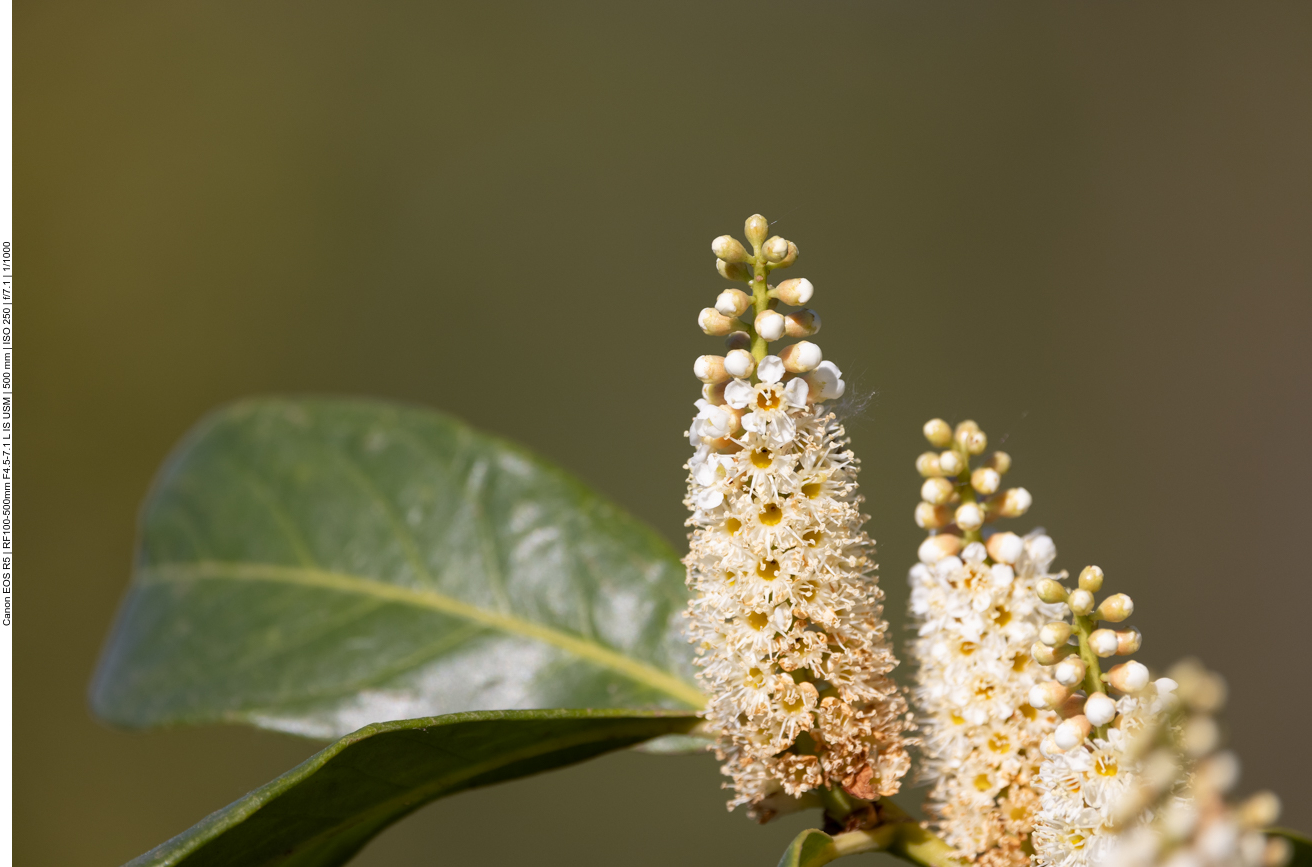Kirschlorbeer [Prunus laurocerasus]