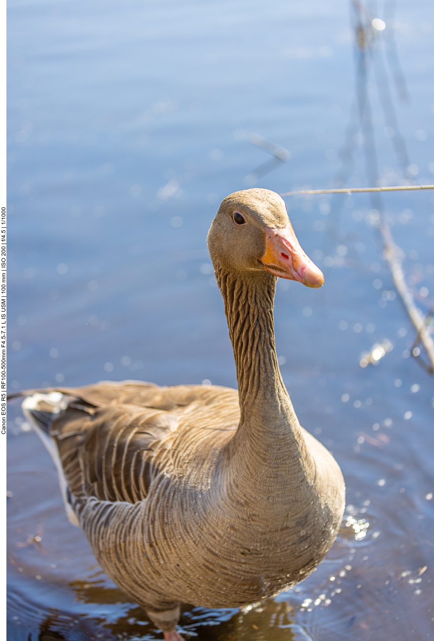 Jetzt könnte ich die Graugans fast anfassen ...