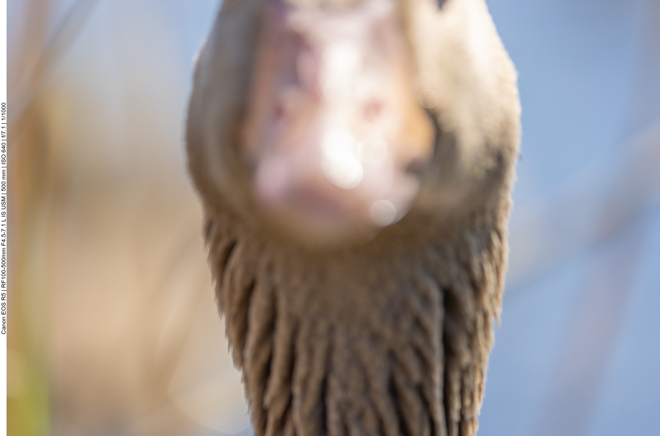 Näher geht nicht mehr. Nach kurzer Beäugung watschelt sie ins Wasser zurück