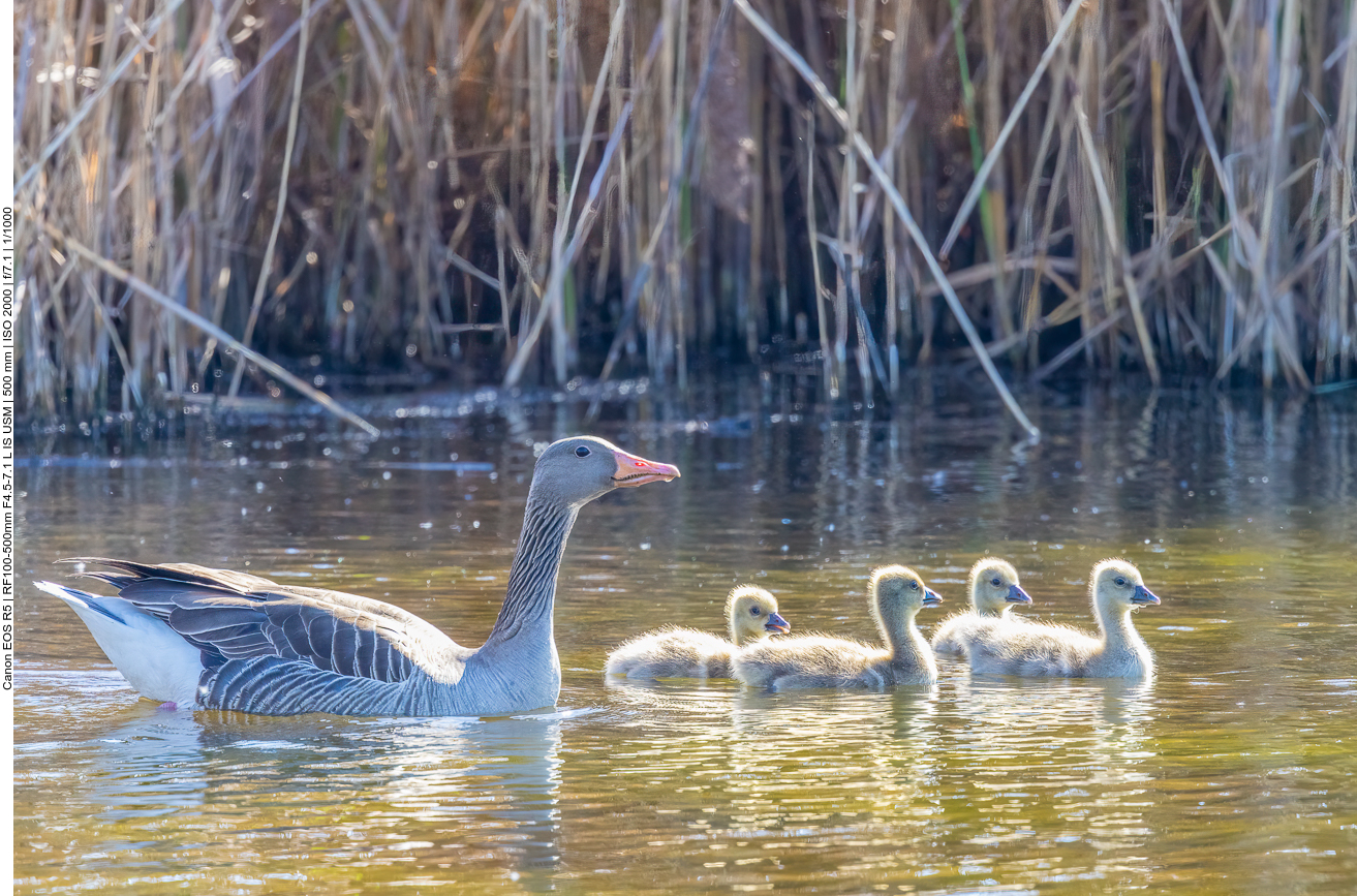 Graugans mit Nachwuchs